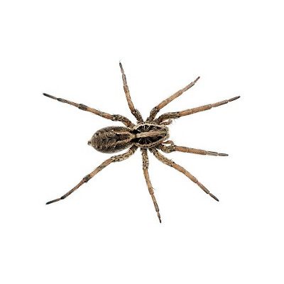 Η αράχνη ανήκει στα Αρθρόποδα και δεν θεωρείται έντομο, καθώς έχει οκτώ πόδια και το σώμα της χωρίζεται σε κεφαλοθώρακα και κοιλιά.