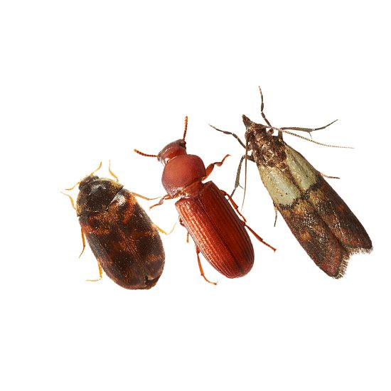 Τα έντομα αποθηκών είναι μικρών διαστάσεων έντομα που κατοικούν, αναπτύσσονται και αναπαράγονται σε αποθήκες τροφίμων ή γεωργικών προϊόντων.