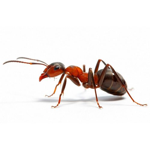 Τα μυρμήγκια ανήκουν στην τάξη των Υμενόπτερων και υπολογίζεται ότι υπάρχουν περισσότερα από 10.000 είδη.