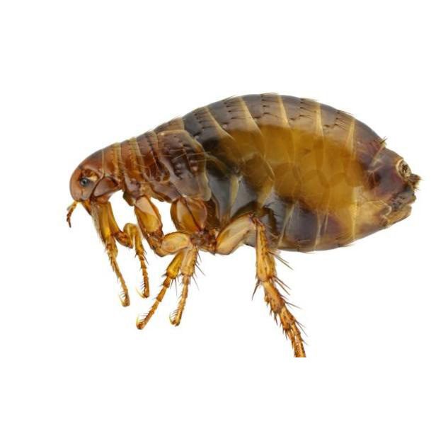 Τα τέλεια έντομα είναι μικρά (1,5-4 χιλιοστά τα πιο κοινά είδη), άπτερα, ισχυρά πλατυσμένα πλευρικά και είναι εκτοπαράσιτα των θερμόαιμων σπονδυλωτών.