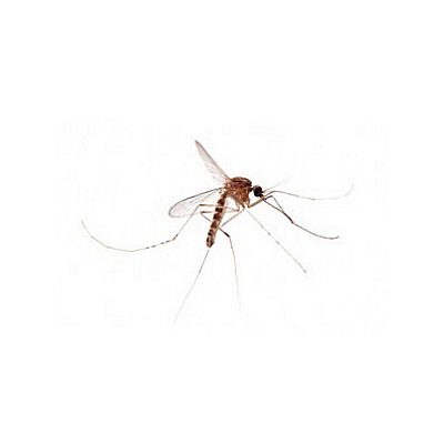 Τα κουνούπια ανήκουν στην οικογένεια των δίπτερων και θεωρούνται τα πιο σημαντικά από τα πολυάριθμα αιμομυζητικά αρθρόποδα που μεταδίδουν ασθένειες ή ενοχλούν τον άνθρωπο και τα θερμόαιμα ζώα.